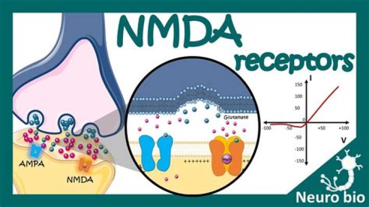 What is nmda receptor?