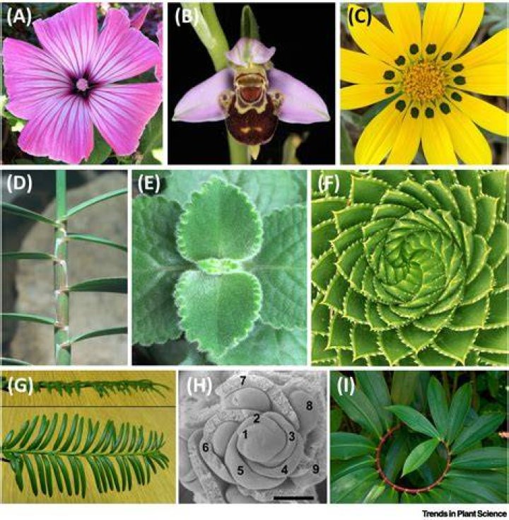 What is plant phyllotaxis?