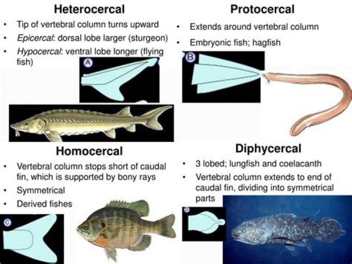 What is protocercal tail?