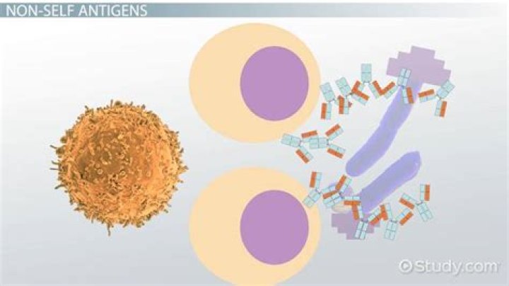 What is self and non-self antigen?