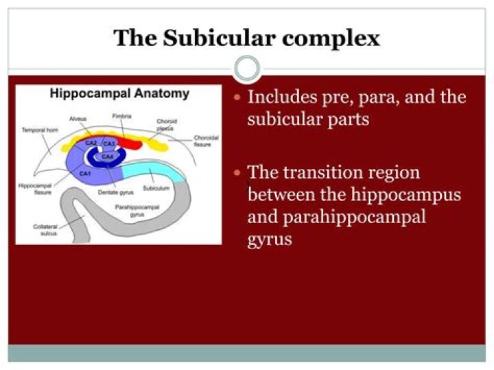 What is subicular complex?
