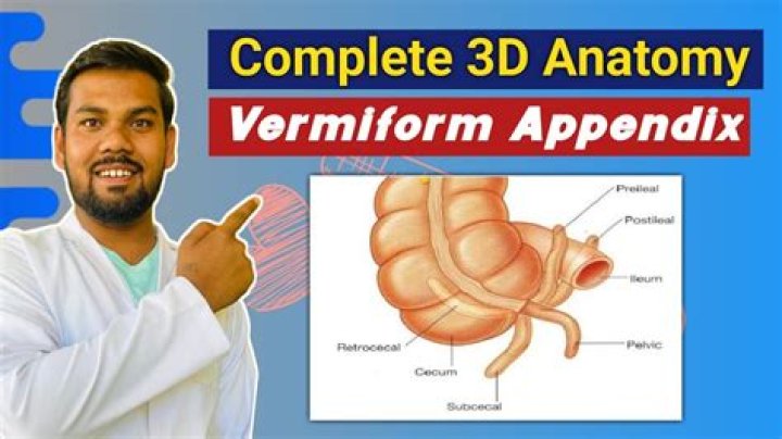 What is the appendix vermiformis?