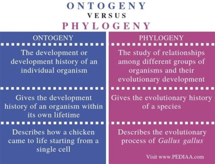 What is the difference between ontogeny and phylogeny?