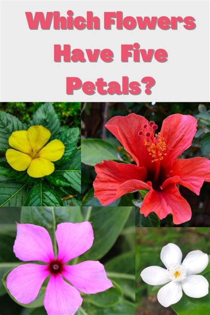What is the five-petaled?