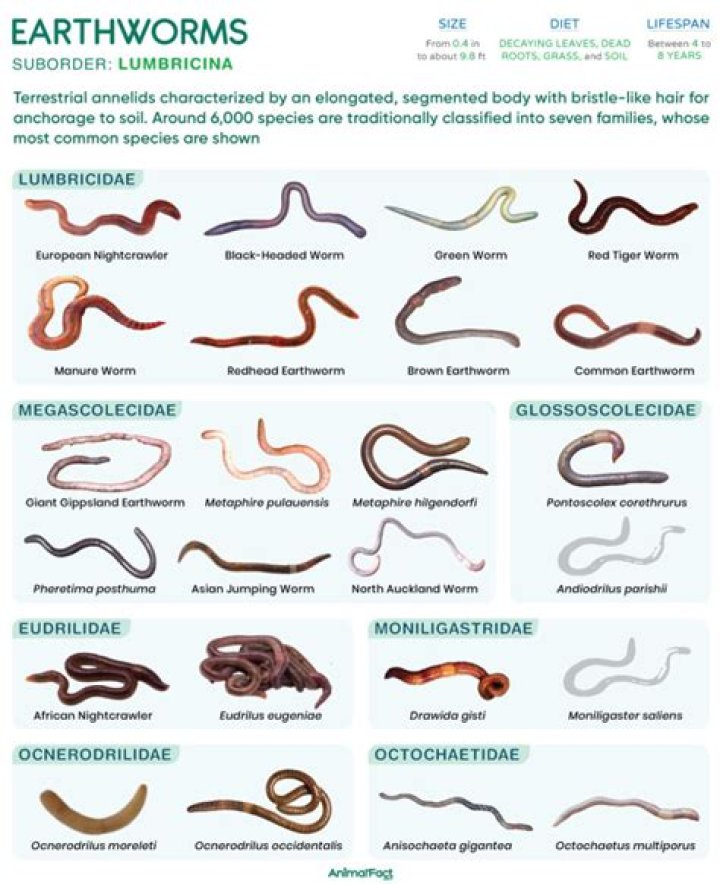 What is the most common earthworm?