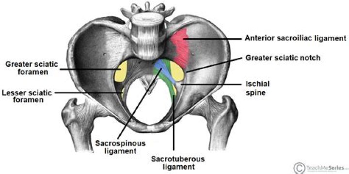 What is the sciatic notch?