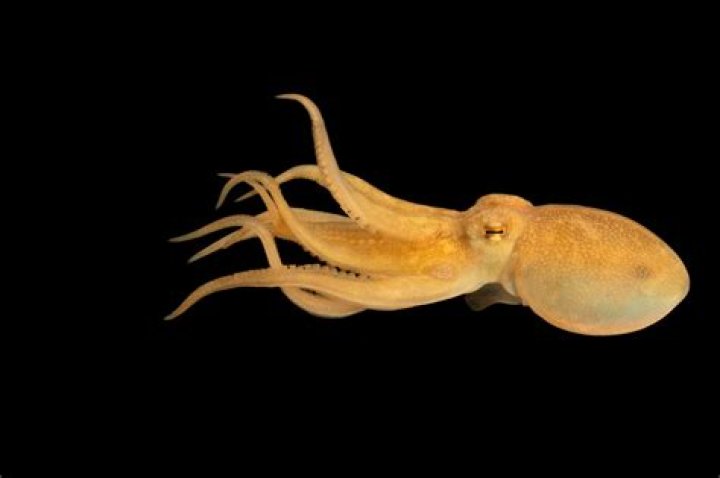What is webfoot octopus?