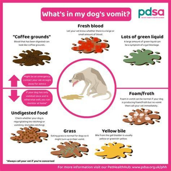 What makes dogs throw up?