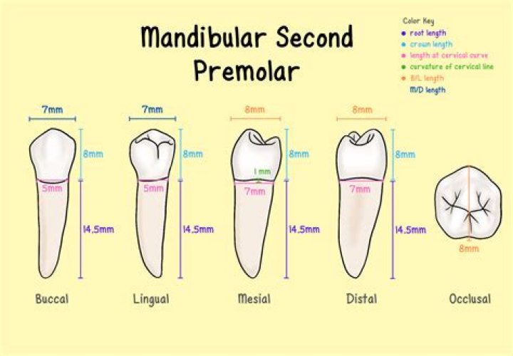 What mandibular premolar is larger?