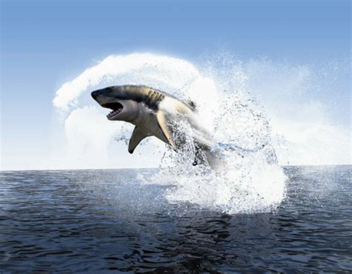 What preyed on megalodon?