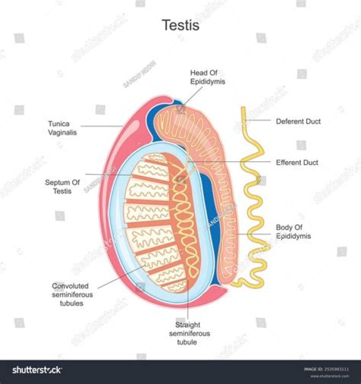What testes are located in the?