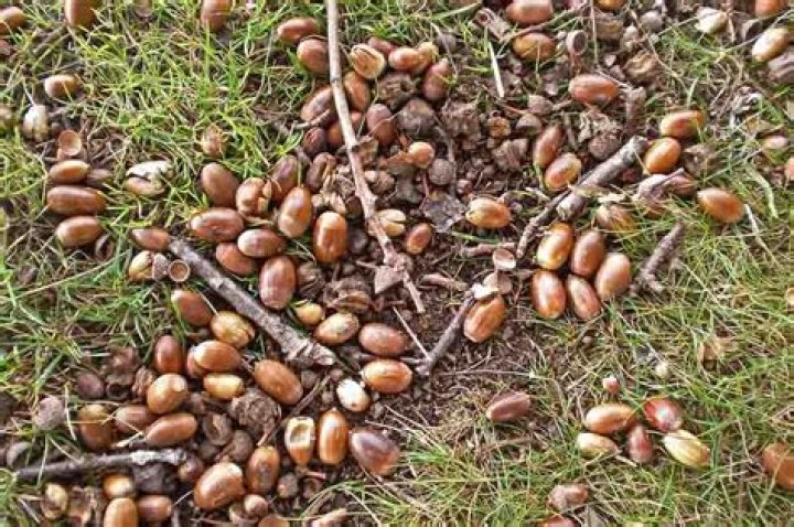 What tree do acorns come from?