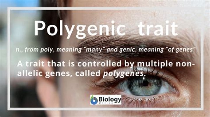 Whats a polygenic trait?