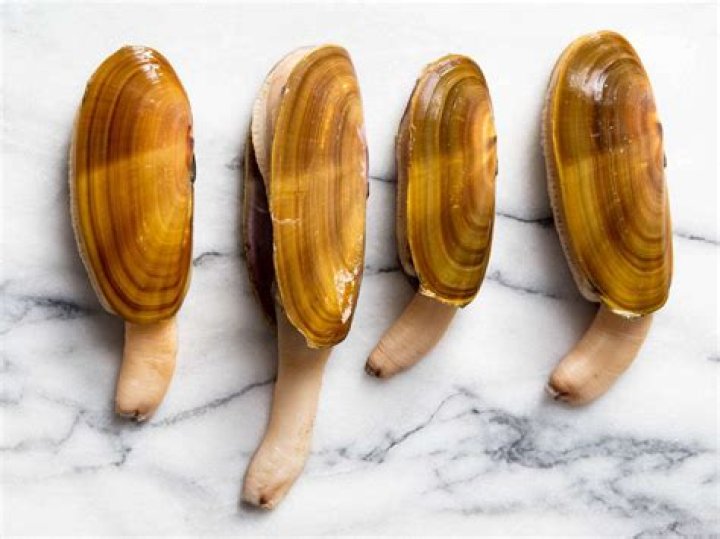 Whats a razor clam?