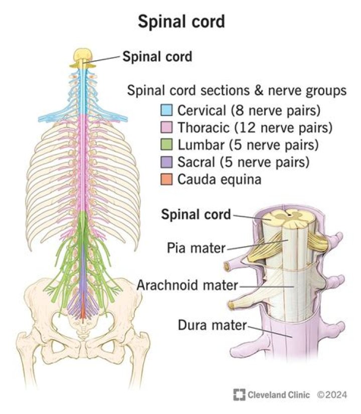 Whats a spinal cord?