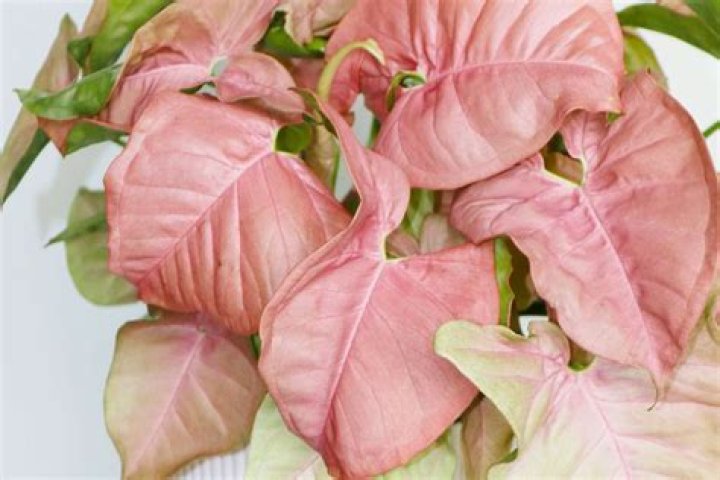 Whats pink leafs username?