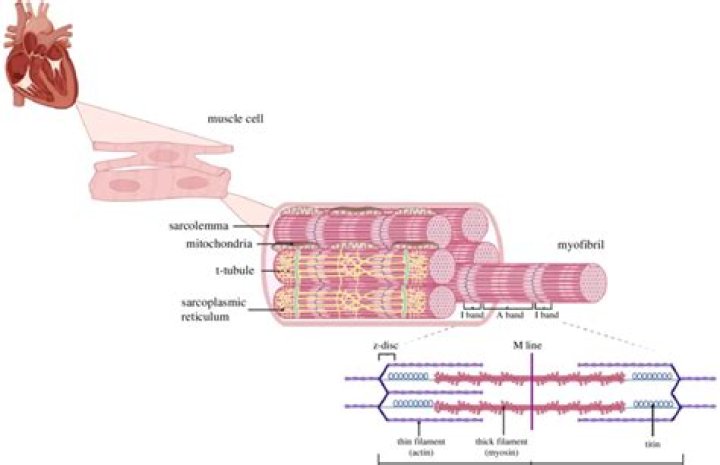 Whats the difference between myofibril?