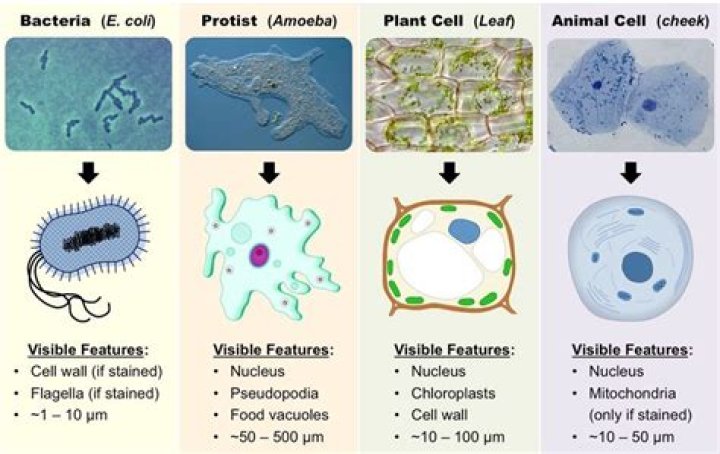 Whats the difference between protist and animals?