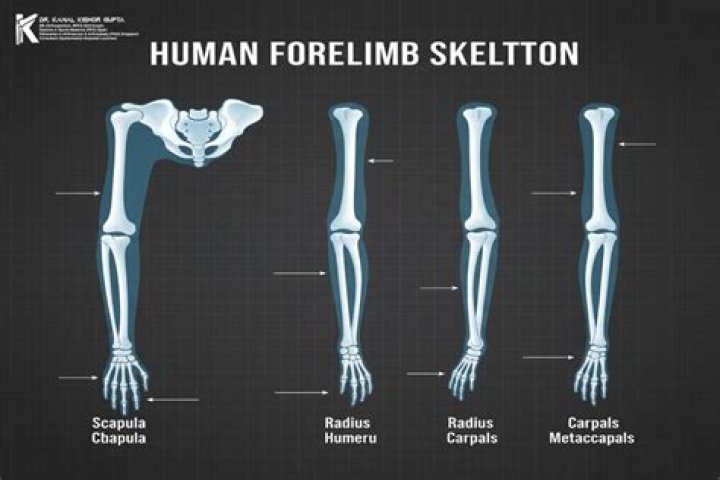 Whats the function of a forelimb?
