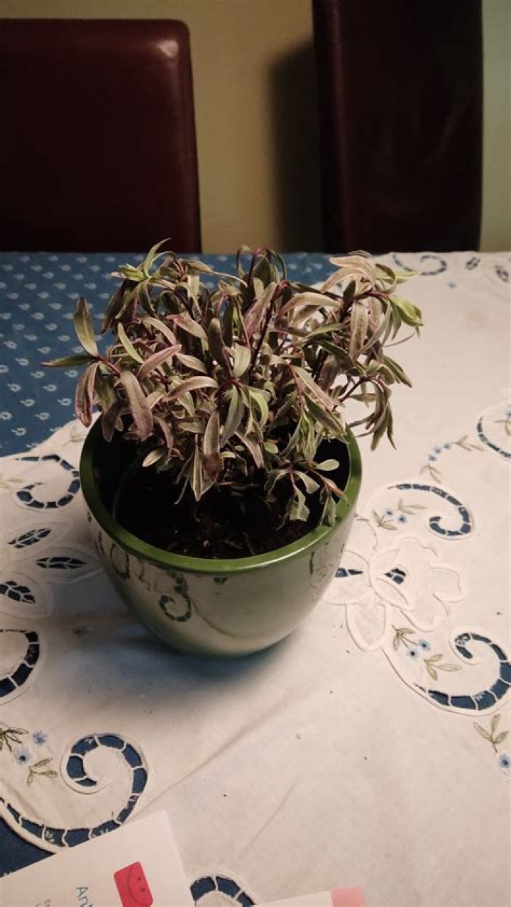 Whats wrong with my hebe?