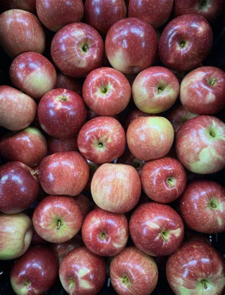 When are haralson apples ready to pick?