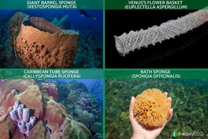 When are sponges considered animals?