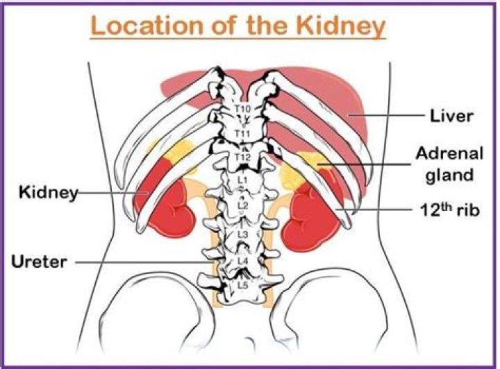 When are your kidneys located?