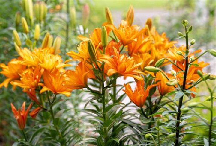 When can asiatic lilies be transplanted?