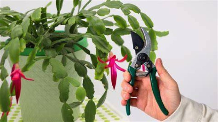 When can i prune a garrya?