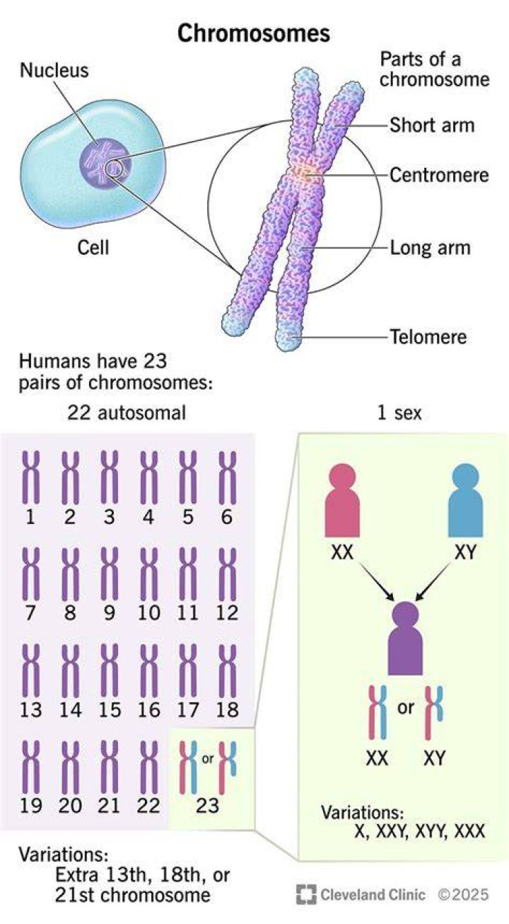 When chromosomes are split is called?