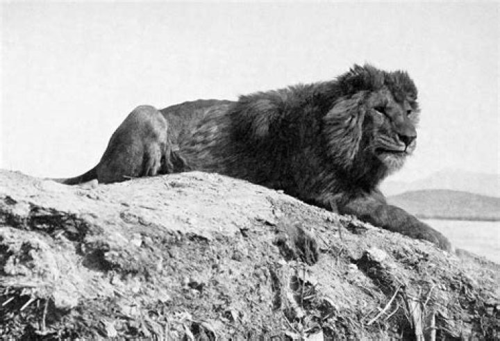 When did barbary lions go extinct?