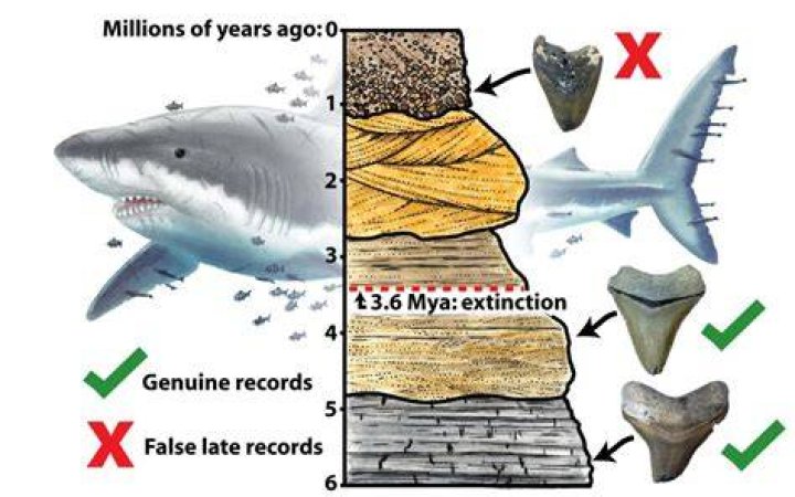 When did the megalodon go extinct?