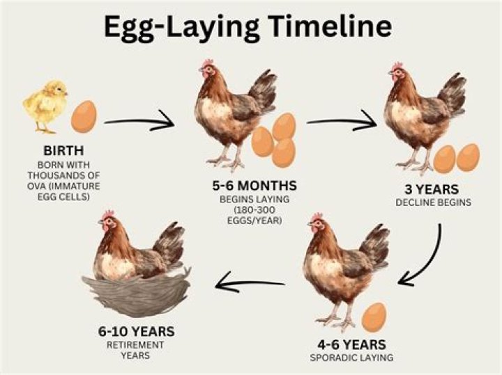 When do chantecler hens start laying?