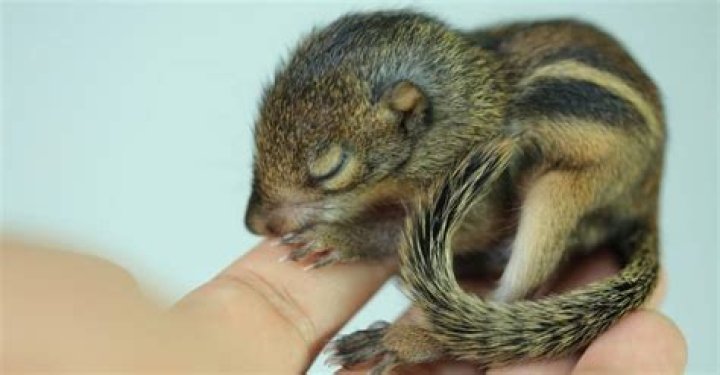 When do chipmunks have babies?