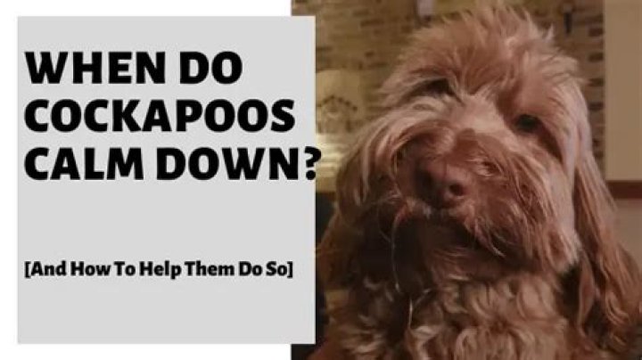 When do cockapoos calm down?