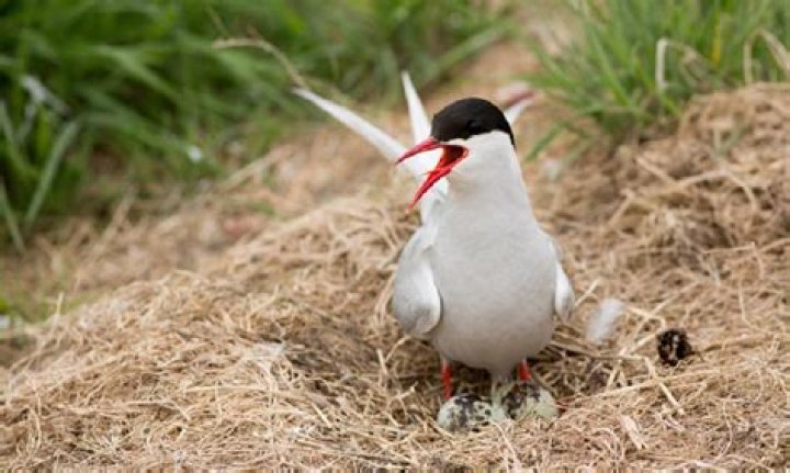 When do common terns nest?