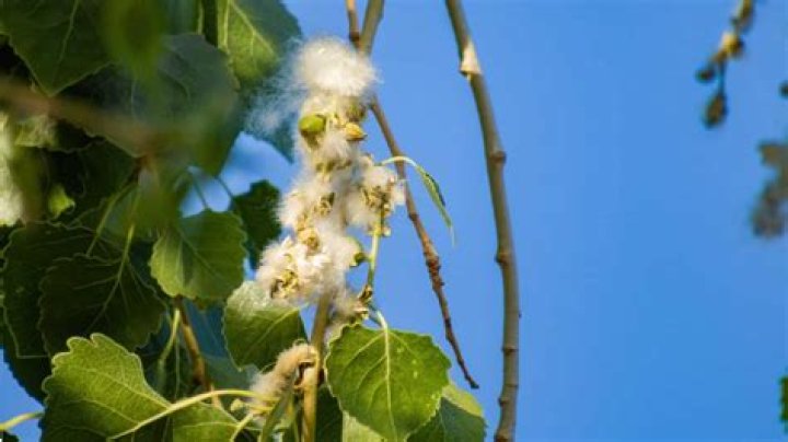 When do cottonwoods drop their leaves?