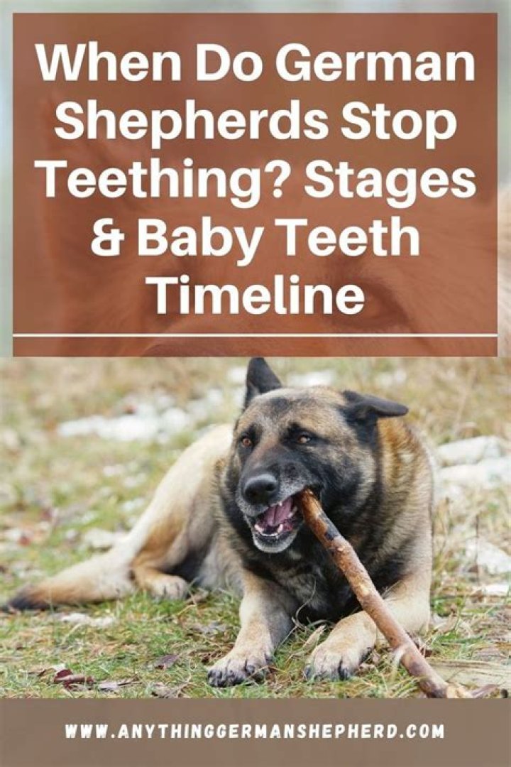 When do german shepherds stop teething?
