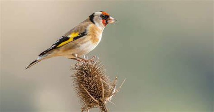 When do goldfinches migrate?