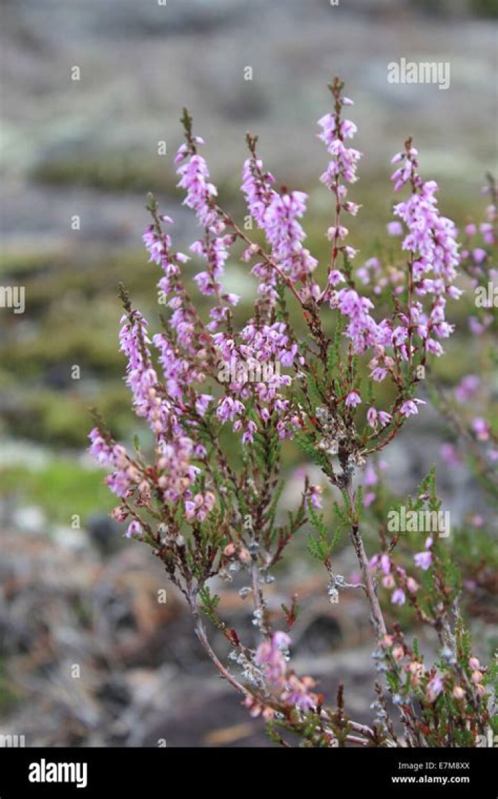 When do heathers bloom?