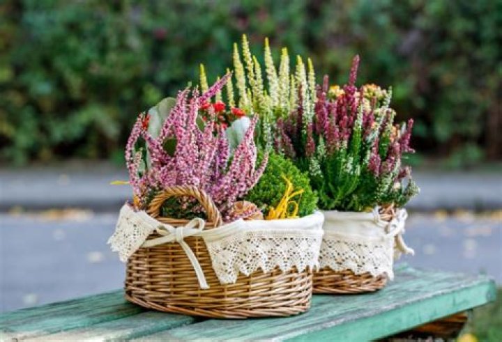 When do hebes flower?