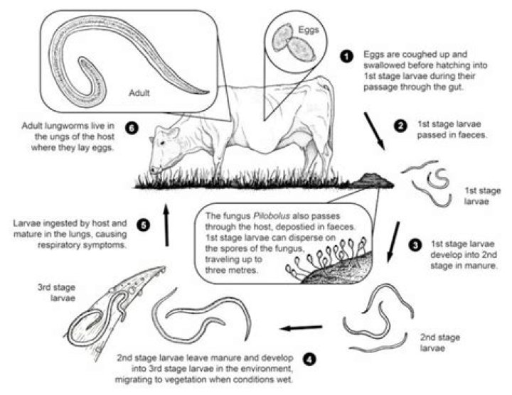 When do lugworm spawn?