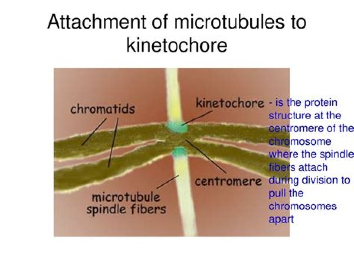 When do microtubules attach to chromosomes?