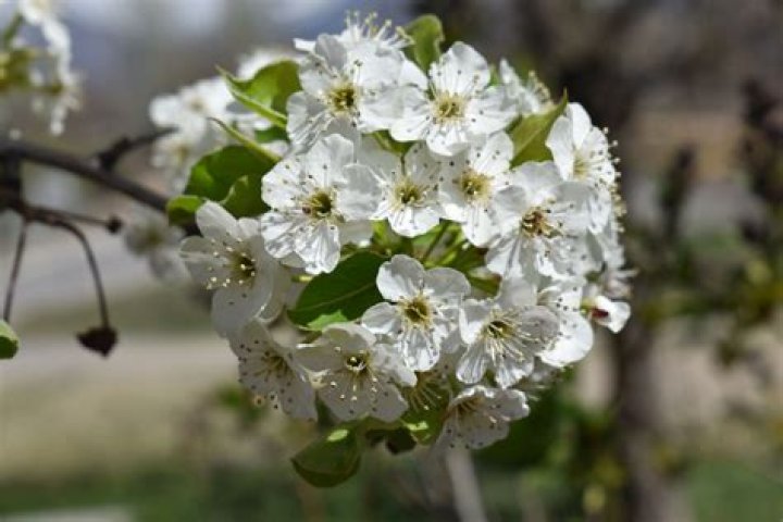 When do ornamental pear trees blossom?
