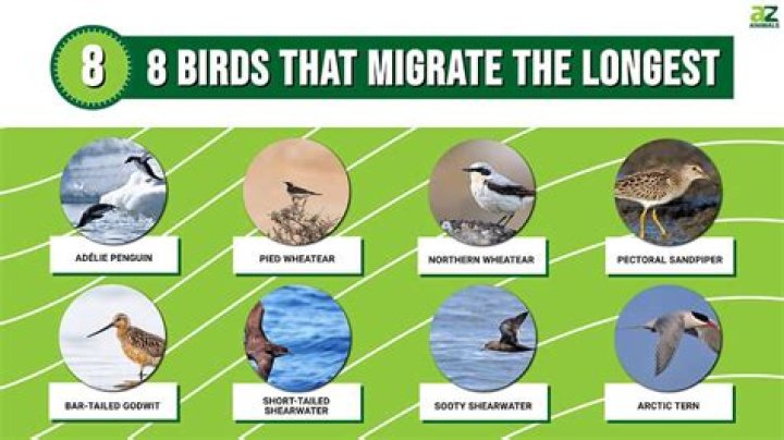 When do sanderlings migrate?