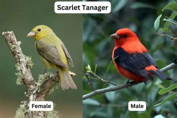 When do scarlet tanagers migrate?