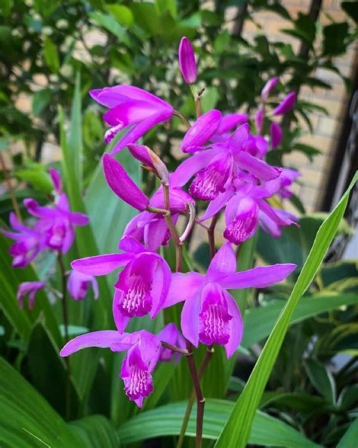 When does bletilla flower?