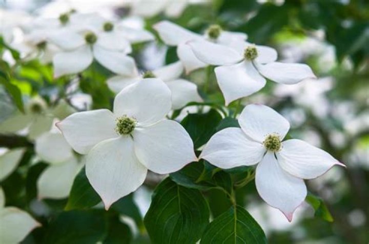 When does cornus kousa flower?