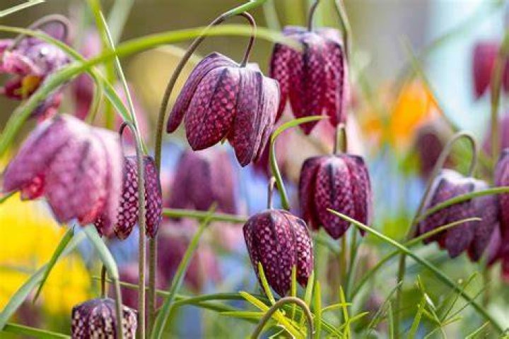 When does fritillaria bloom?