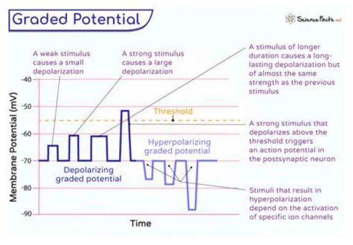 When does graded potential occur?